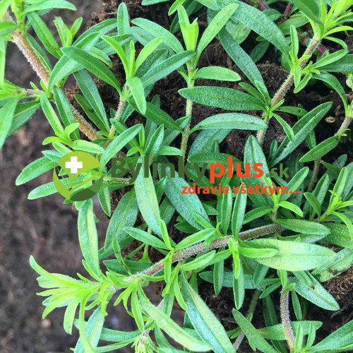 Saturejka horská–(plazivá, previsnutá )-( Satureja spicigera L. )